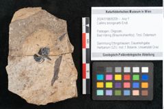 Foto (Objekt + Etikett) von Callitris brongniartii Endl. (NHMW-GEO-2024-0188-8209)